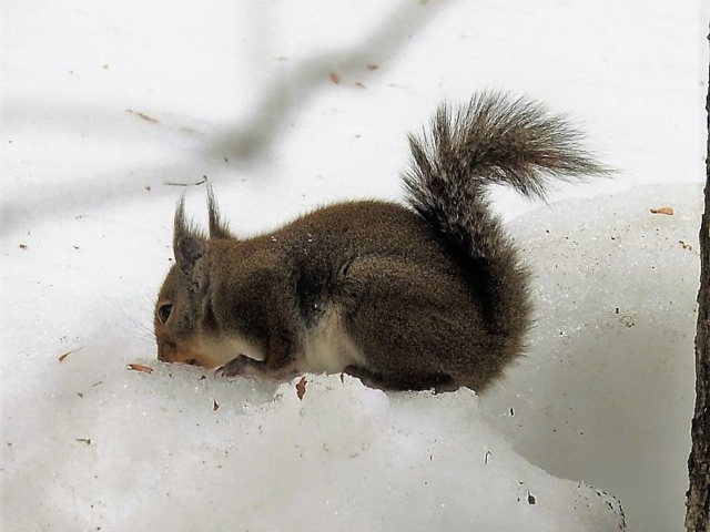 雪を食べるニホンリス